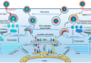 Feline coronavirus: Insights into viral pathogenesis based on the spike protein structure and function