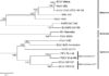 Molecular characterization of a new species in the genus Alphacoronavirus associated with mink epizootic…