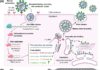 Receptor-binding domain of SARS-CoV spike protein induces highly potent neutralizing antibodies: implication for developing subunit vaccine Receptor-binding domain of SARS-CoV spike protein induces highly potent neutralizing antibodies: implication for developing subunit vaccine