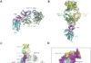 „Neutralizing human monoclonal antibodies to severe acute respiratory syndrome…”