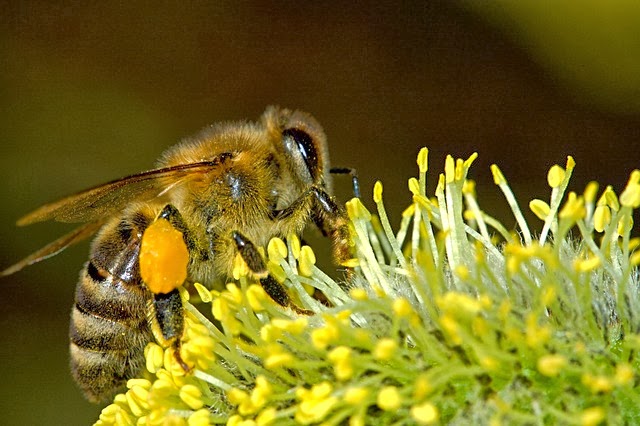 apifitoterapie