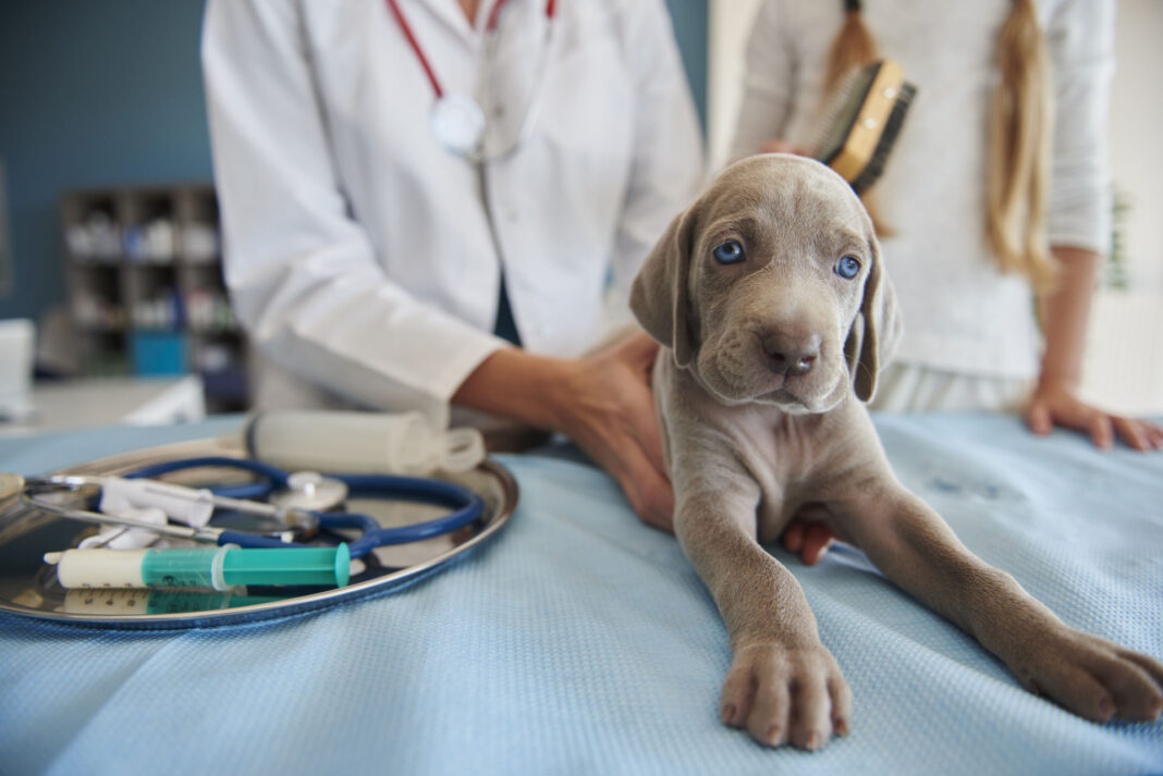 cabinet veterinar 7