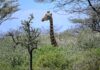 O fetiță de 16 luni a murit după ce a fost călcată de o girafă, într-un rezervaţie naturală din Africa de Sud, iar mama sa este în stare critică în spital
