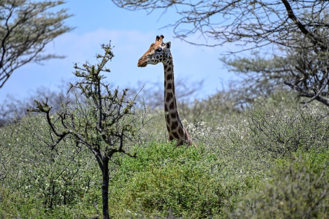 image-2022-10-21-25857227-0-girafa