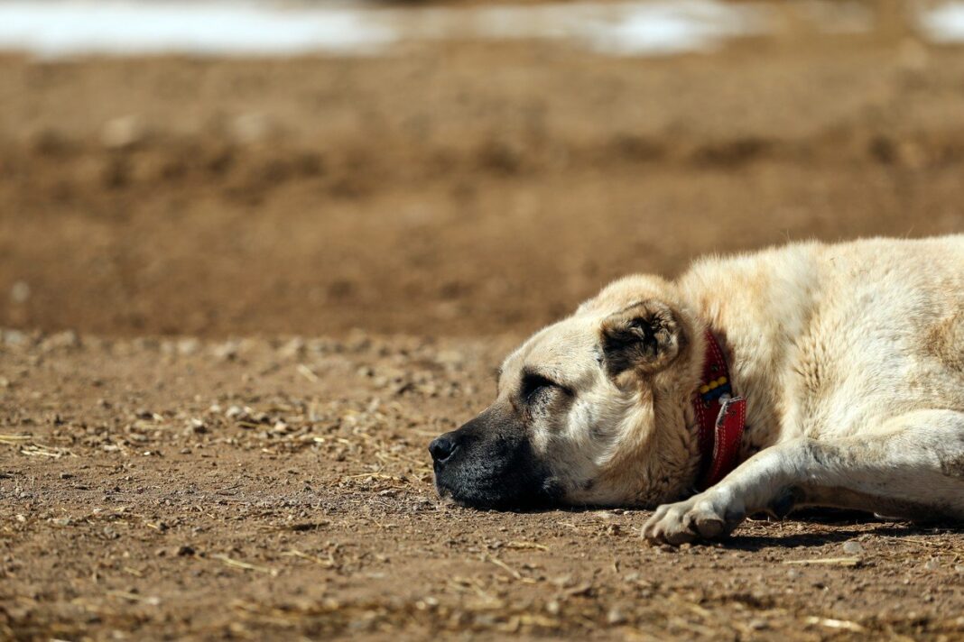 image-2022-12-4-25942816-0-caine-din-rasa-kangal