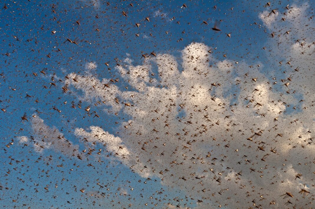 EXCLUSIVE: BUG'S LIFE: Photographer Captures Mind-blowing Images Of Madagascar Locals Catching Locusts As �Billions’ Of Insects Swarm On Their Crops