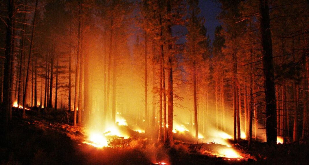 image-2023-05-8-26253219-0-incendiu-padure