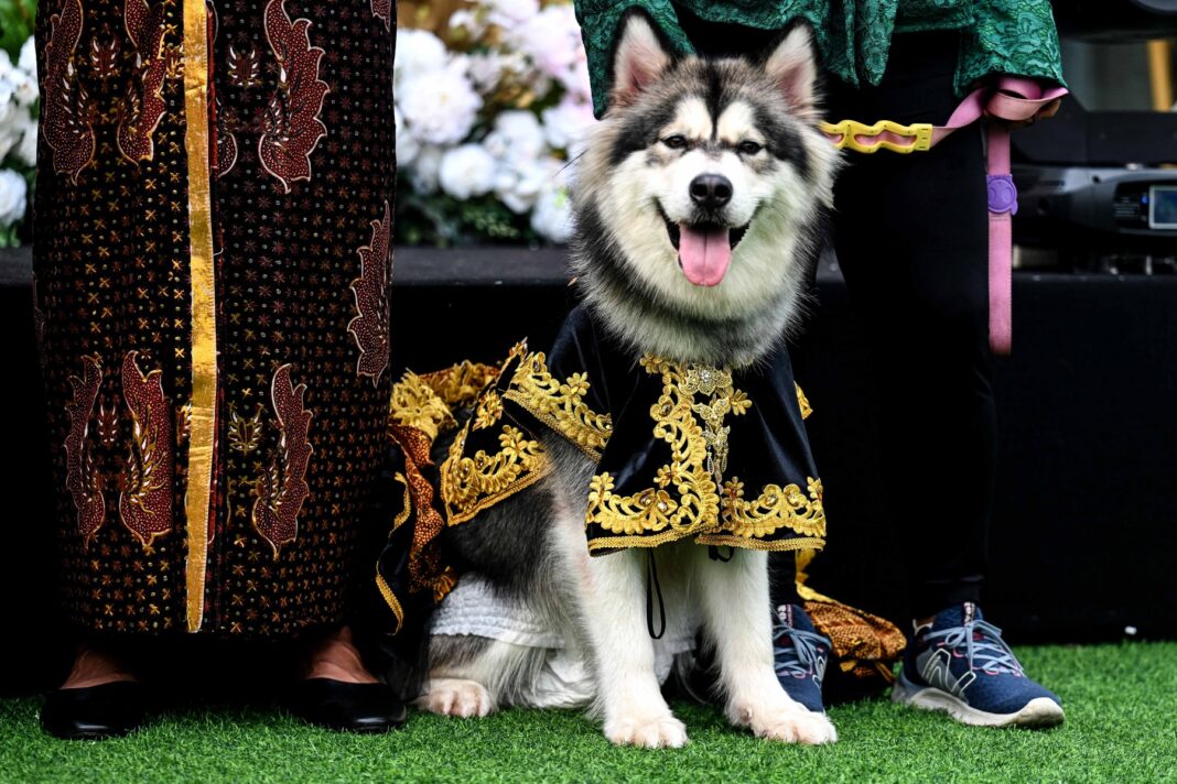 INDONESIA JAKARTA DOG ACTIVITY