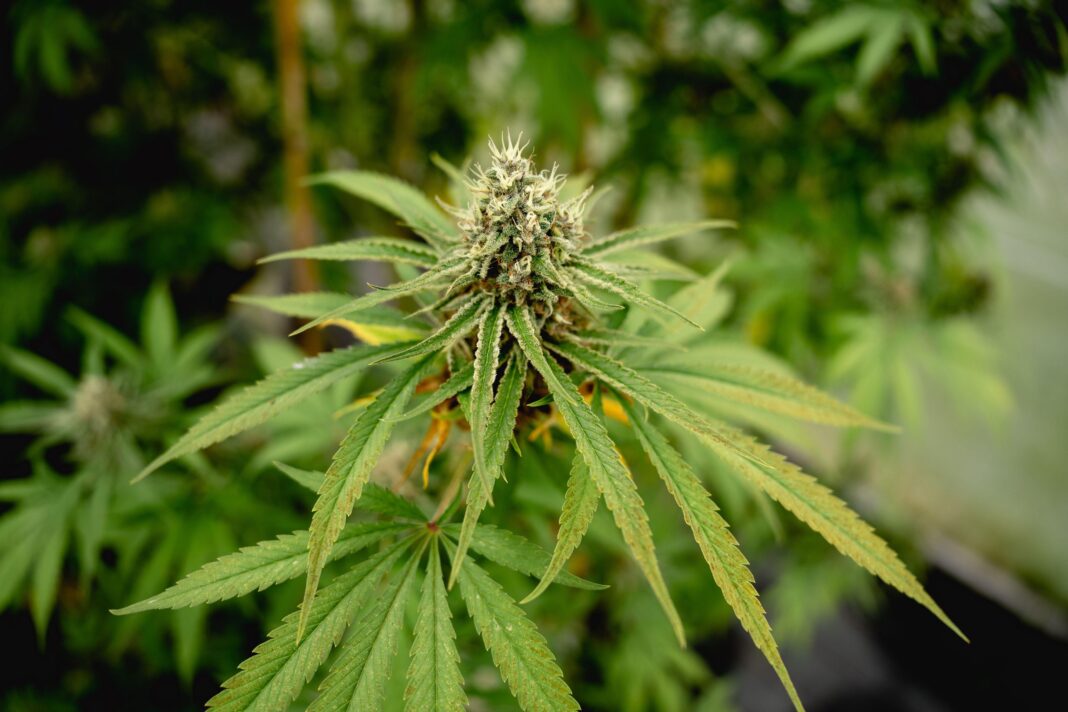 Close up photo of marijuana plants at indoor cannabis farm field. Hemp plants used for CBD and health