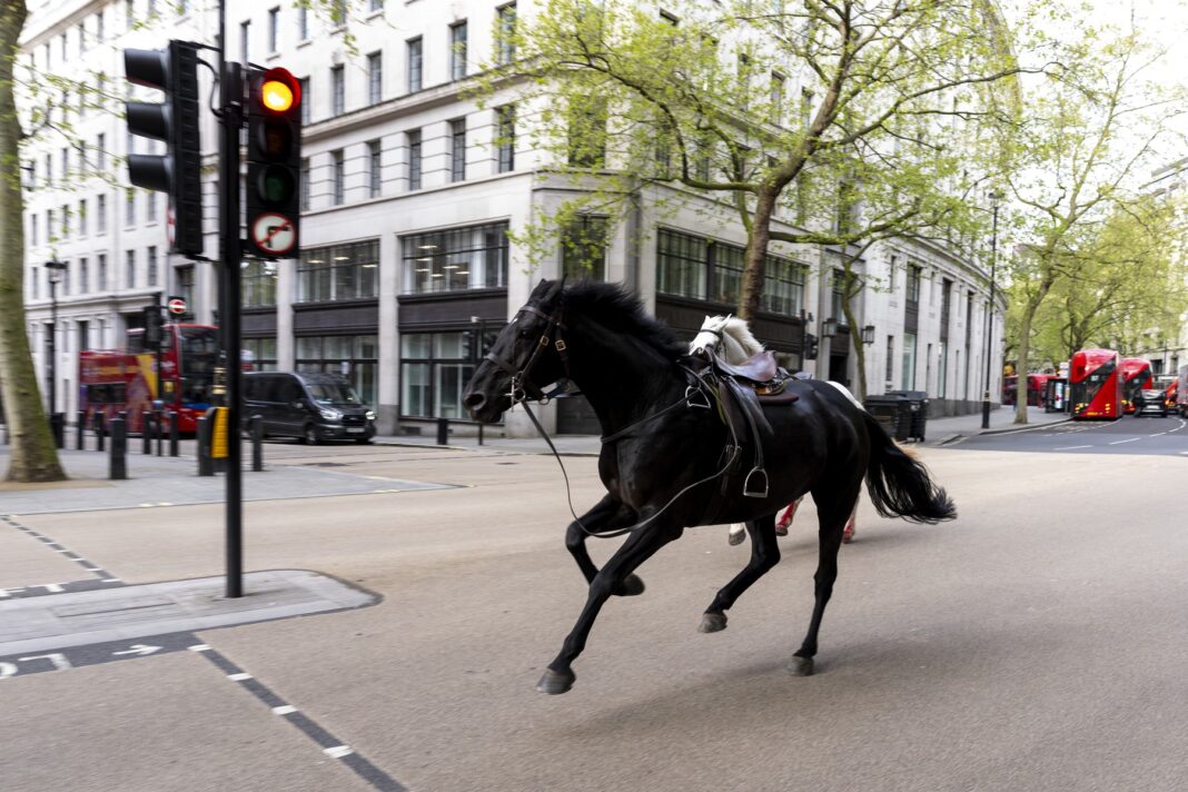 London horse incident