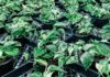 Neoplants, un start-up francez fondat în urmă cu numai cinci ani, a lansat pe piață Neo Px, o plantă creată cu ajutorul bioingineriei, capabilă să purifice aerul la o rată nemaiîntîlnită