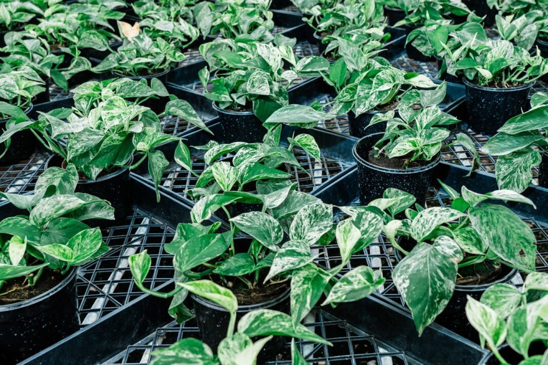 image-2024-06-3-27183634-0-planta-minune-neo