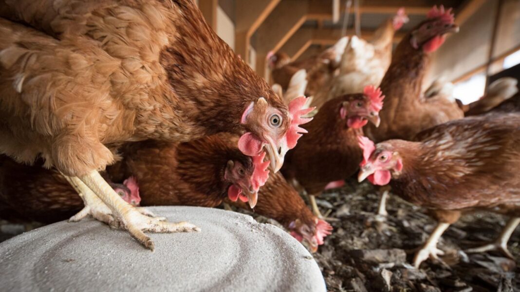 laying-hens-4133960_1280_1634d053eb