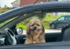 Atenție Șoferi! Ce Trebuie Să Știți Despre Transportul Animalelor de Companie pentru a Evita Amenzile