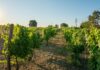 Clos des Colombes