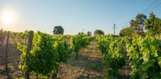 Clos des Colombes