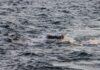 The Unblinking Eye: Autonomous Drone Ready to Defuse Hormuz Crisis