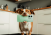 De Ziua Internațională a Animalelor de Companie, HONOR te ajută să surprinzi cele mai frumoase momente alături de companionul tău